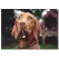 Kahverengi Köpek Temalı Kanvas Tablo
