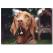 Kahverengi Köpek Temalı Kanvas Tablo
