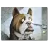 Suçlu Köpek Temalı Kanvas Tablo