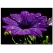 Damlacık Detaylı Mor Çiçek Kanvas Tablo