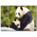 Panda Temalı Kanvas Tablo