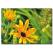 Papatya Çiçekler Kanvas Tablo
