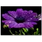 Damlacık Detaylı Mor Çiçek Kanvas Tablo
