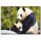 Panda Temalı Kanvas Tablo