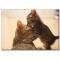Kedi Yavruları Temalı Kanvas Tablo
