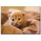 Uykucu Kedi Temalı Kanvas Tablo