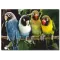 Renkli Papağanlar Temalı Kanvas Tablo