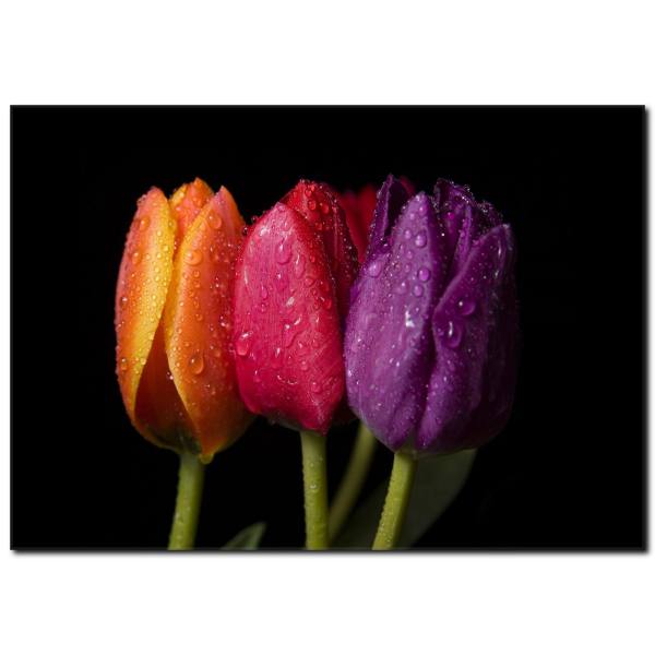 Lalenin Üç Rengi Temalı Kanvas Tablo