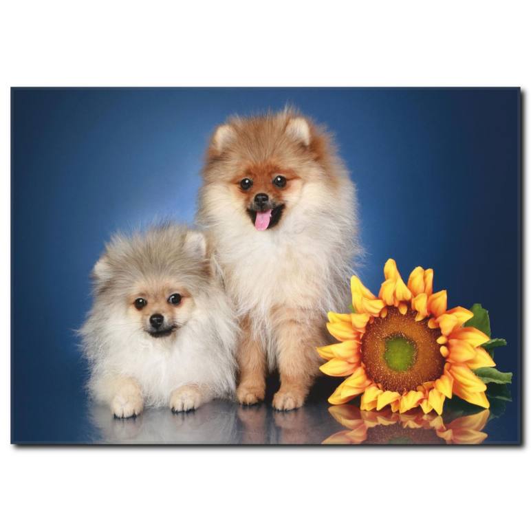 Sevimli Köpekler Temalı Kanvas Tablo