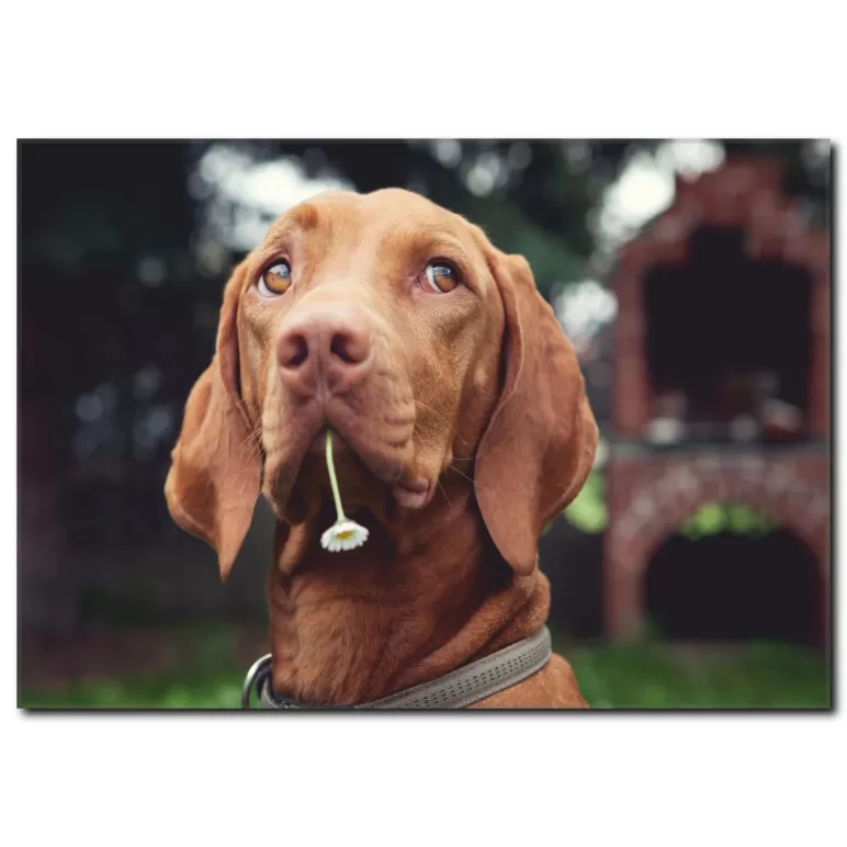 Kahverengi Köpek Temalı Kanvas Tablo