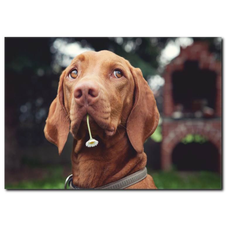 Kahverengi Köpek Temalı Kanvas Tablo