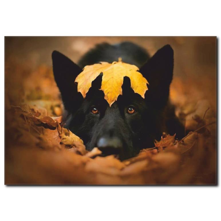Sevimli Köpek Temalı Kanvas Tablo B1033