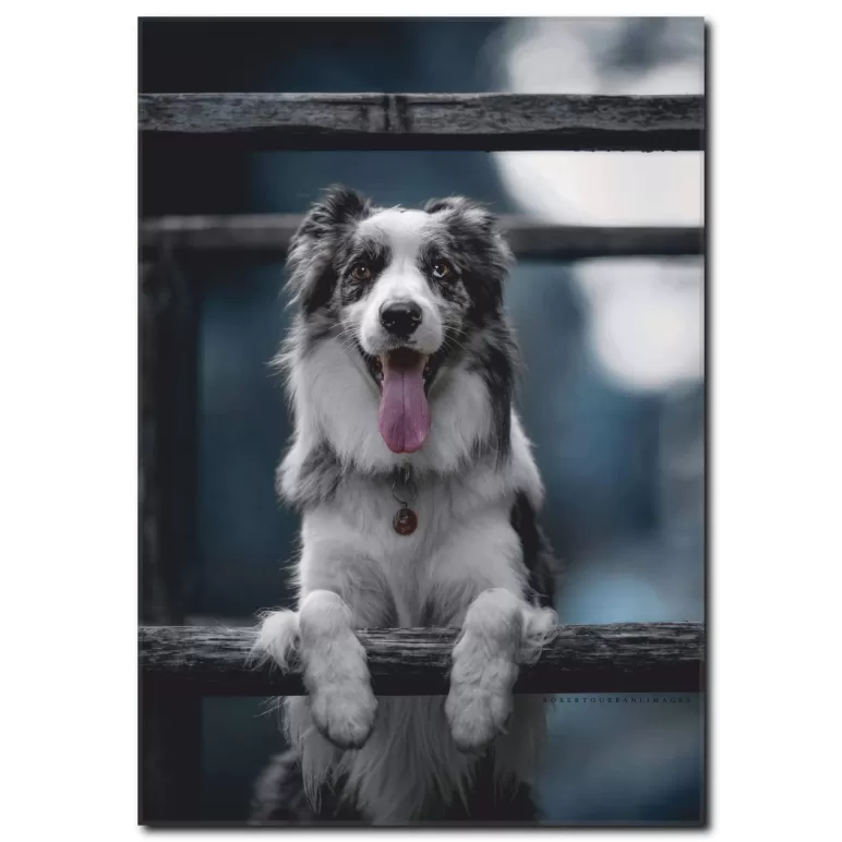 Sevimli Köpek Temalı Kanvas Tablo