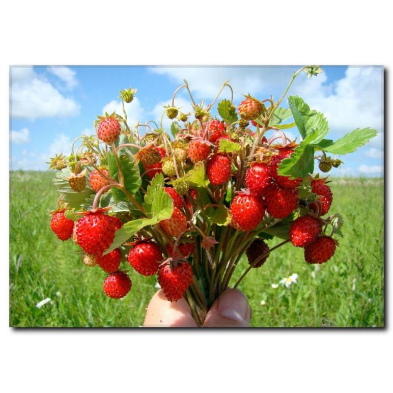 Çilek Demeti Duvar Tablosu